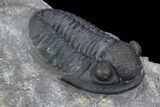 Nice, Gerastos Trilobite Fossil - Morocco #87569-2